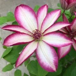 Clematis Picotee - Pink Kissed Summer Flowering Clematis -Outlet Plant Store clematis picotee4