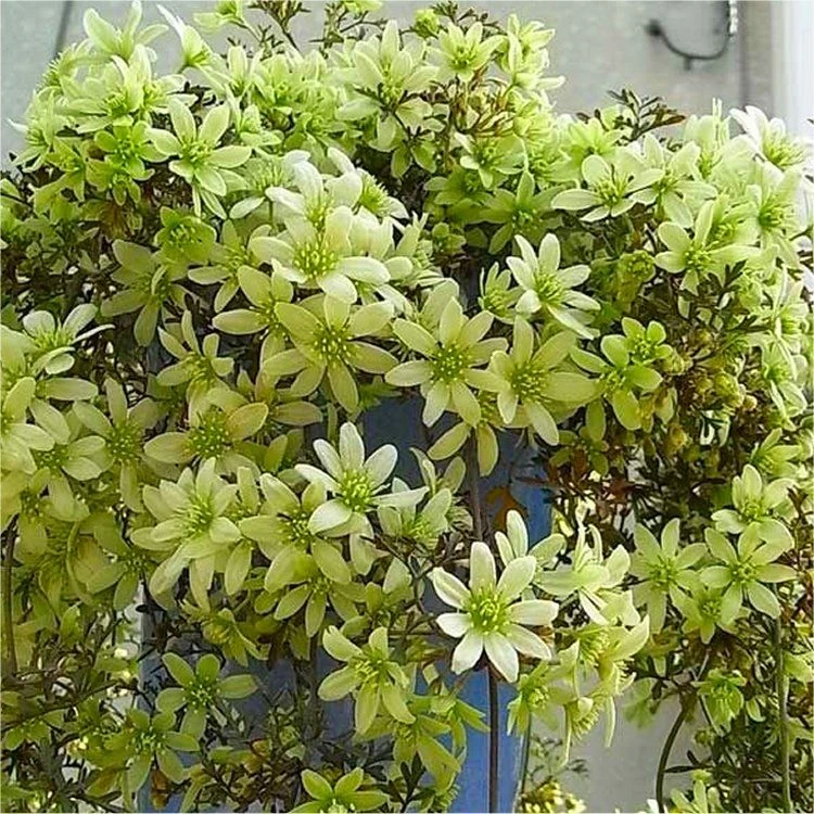 Clematis Pixie - Evergreen Spring Blooming Climber - Lime-Yellow Flowers 2 Clematis Pixie - Evergreen Spring Blooming Climber - Lime-Yellow Flowers - Image 2