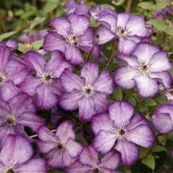 Clematis Super Nova -Outlet Plant Store clematis super nova 750x750 1