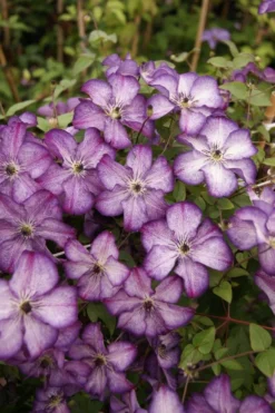 Clematis Super Nova -Outlet Plant Store clematis super nova1