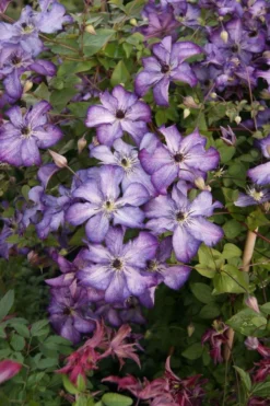 Clematis Super Nova -Outlet Plant Store clematis super nova2