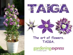 Clematis Taiga - Stunning Brand New & Exclusive Hardy Climbing Tiger Clematis Florida 'Taiga' -Outlet Plant Store clematis taiga new art of flowers 1 1 6