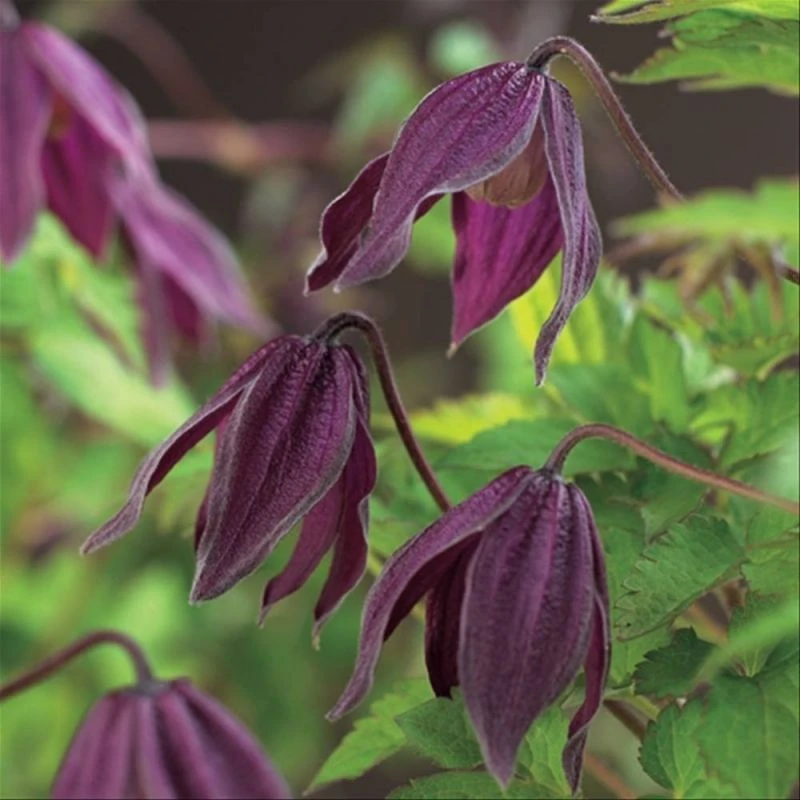 Clematis Brunette 1 Clematis Brunette