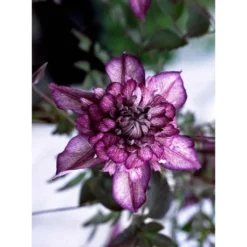 Clematis Cassis - Summer Flowering Clematis -Outlet Plant Store clematis cassis 1
