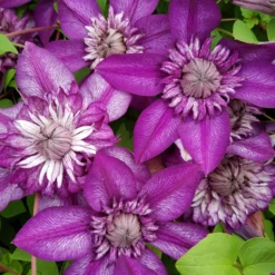 Clematis Cassis - Summer Flowering Clematis -Outlet Plant Store clematis cassis 3
