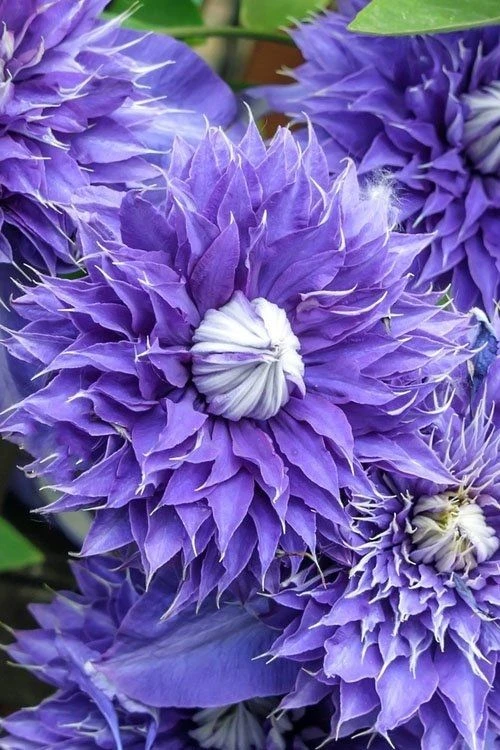 Clematis Diamantina - Summer Flowering Clematis 3 Clematis Diamantina - Summer Flowering Clematis - Image 3