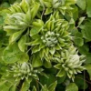 Clematis Green Passion