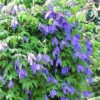 Clematis Jiska