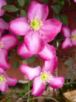 Clematis Montana Freda - Spring Flowering Clematis -Outlet Plant Store clematis montana freda 1