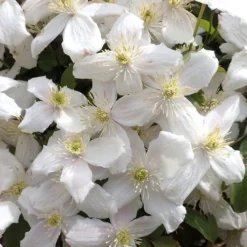 Clematis Montana Alba