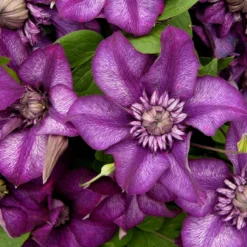 Clematis Cassis - Summer Flowering Clematis -Outlet Plant Store clematite florida cassis evipo020