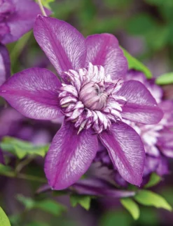 Clematis Cassis - Summer Flowering Clematis -Outlet Plant Store clematite florida cassis evipo020 1