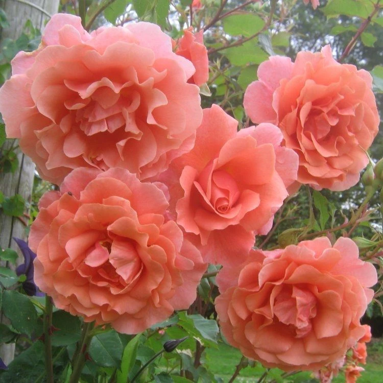 Large 6-7ft Specimen - Climbing Rose Alibaba - Apricot Flowers 1 Large 6-7ft Specimen - Climbing Rose Alibaba - Apricot Flowers