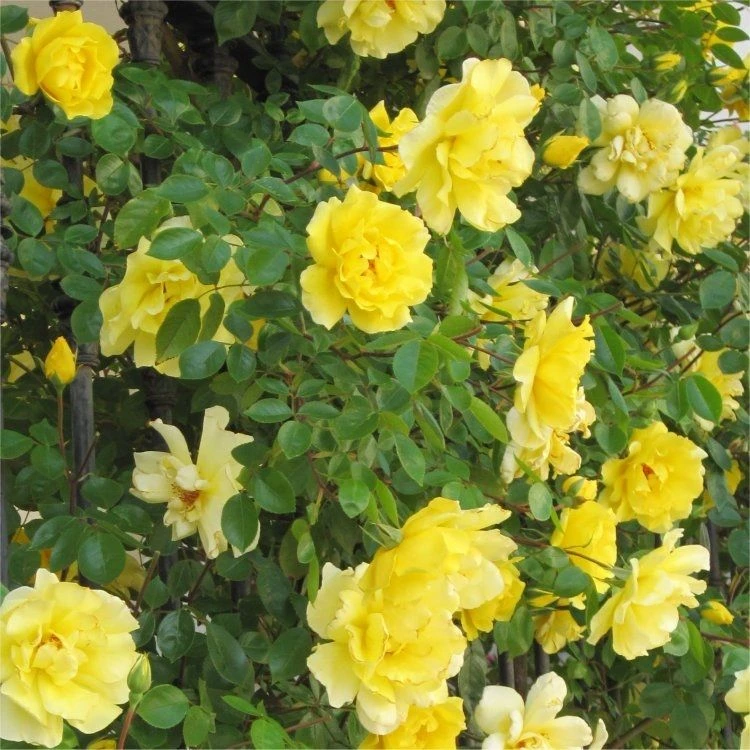Large 6-7ft Specimen - Climbing Rose Golden Age 1 Large 6-7ft Specimen - Climbing Rose Golden Age