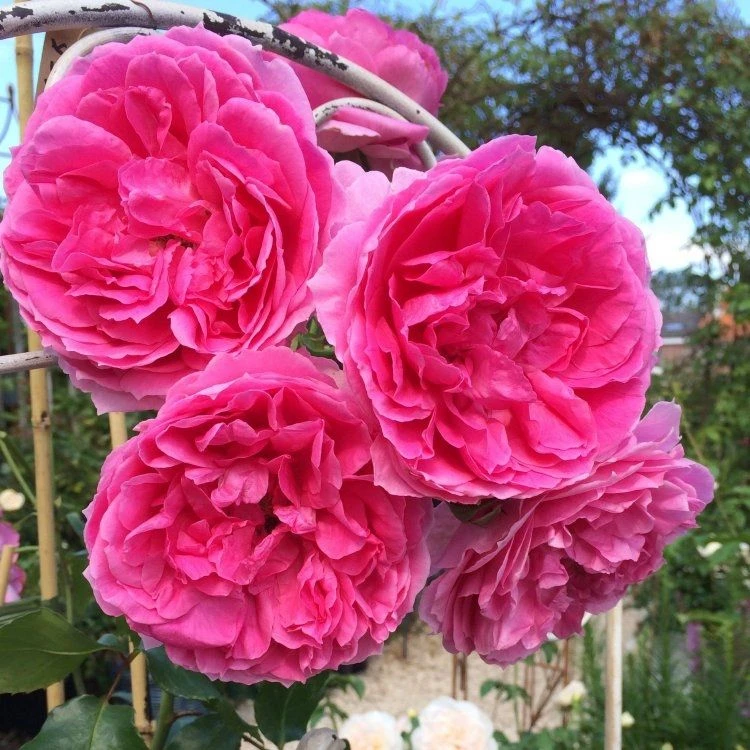 Large 5-6ft Specimen - Climbing Rose Pink Cloud 1 Large 5-6ft Specimen - Climbing Rose Pink Cloud