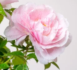 Large 5-6ft Specimen Climbing Rose - Kir Royal - Courtyard Climber