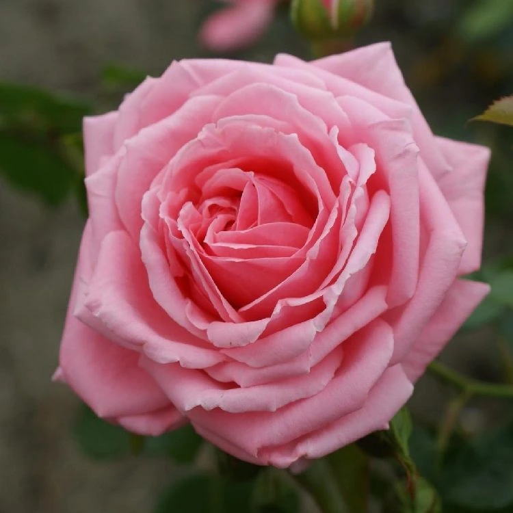 Large 6-7ft Specimen Climbing Rose - Rose Coral Dawn - Courtyard Climber 1 Large 6-7ft Specimen Climbing Rose - Rose Coral Dawn - Courtyard Climber