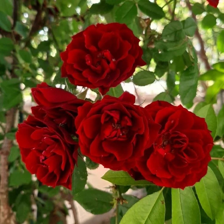 Large 6-7ft Specimen Climbing Rose - Rampichella 1 Large 6-7ft Specimen Climbing Rose - Rampichella