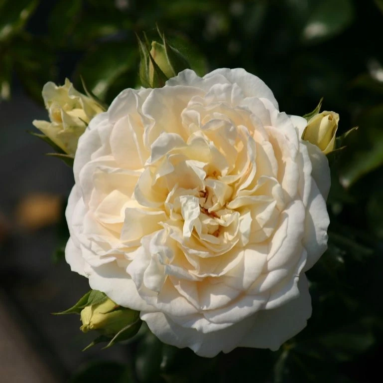 Large 6-7ft Climbing Rose Elfe 1 Large 6-7ft Climbing Rose Elfe