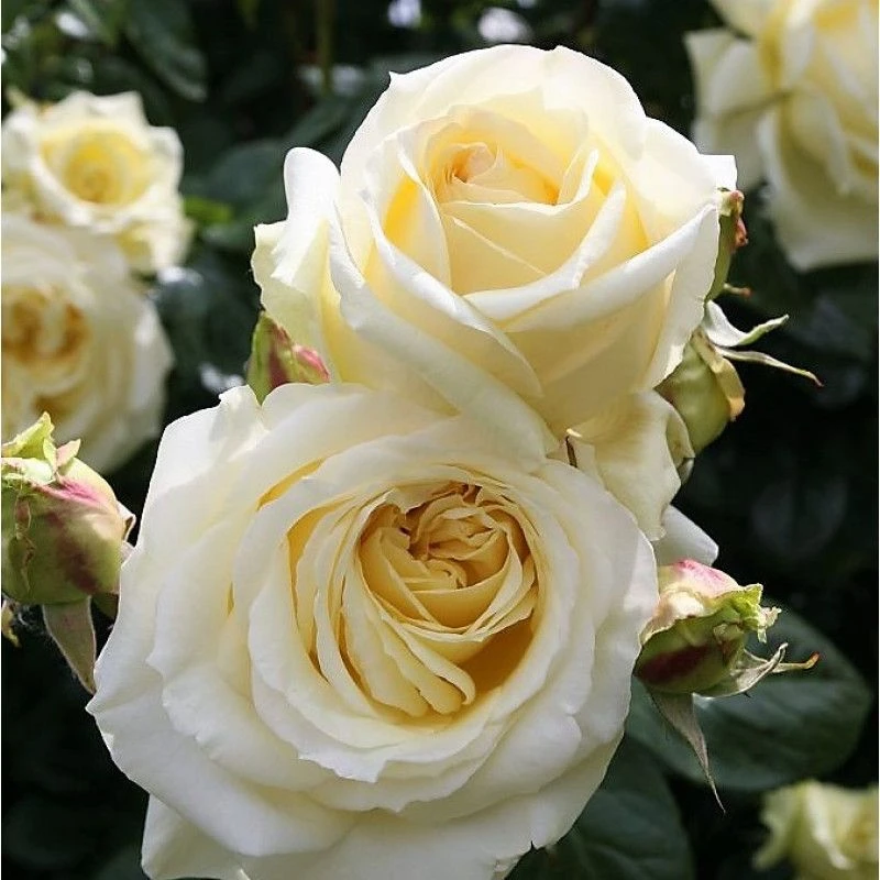 Large 6-7ft Climbing Rose Elfe 2 Large 6-7ft Climbing Rose Elfe - Image 2