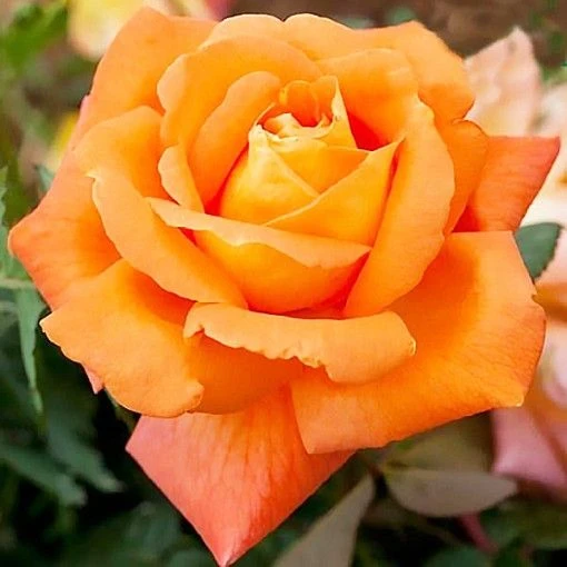 Large 6-7ft Climbing Rose Louis De Funes 1 Large 6-7ft Climbing Rose Louis De Funes