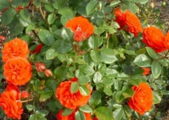 Large 5-7ft Climbing Rose Meillandina -Outlet Plant Store climbing rose meillandina