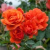 Large 5-7ft Climbing Rose Meillandina