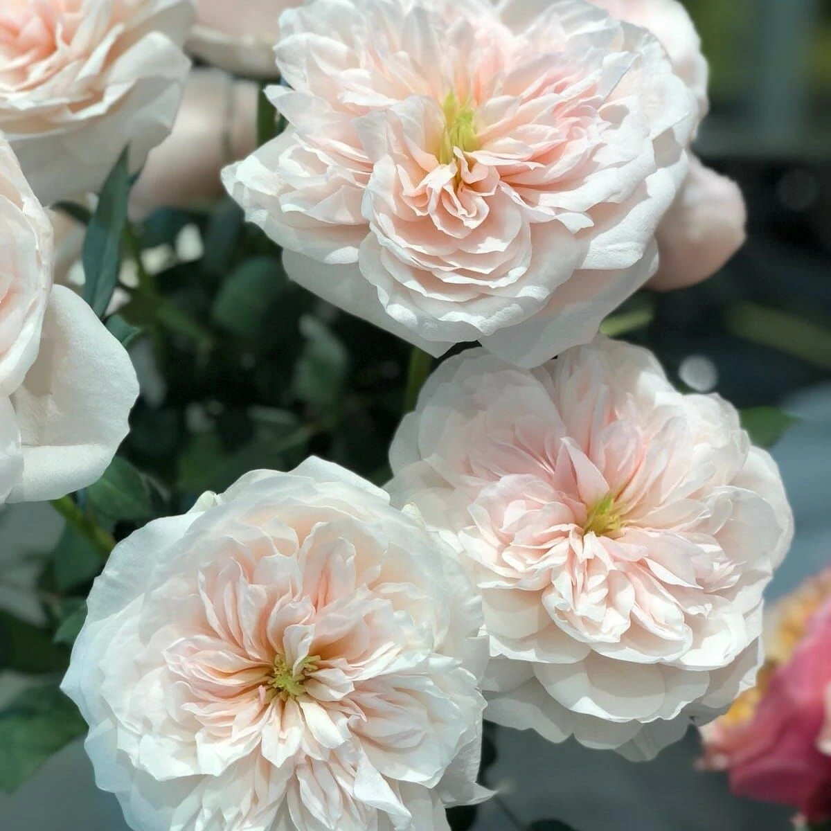 Large 6-7ft Climbing Rose Sabrina 2 Large 6-7ft Climbing Rose Sabrina - Image 2