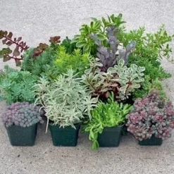 Hardy Succulent Sedum Collection - Pack Of FIVE Evergreen Hardy Plants - Perfect Ground Cover -Outlet Plant Store collection sedum mix