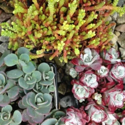 Hardy Succulent Sedum Collection - Pack Of FIVE Evergreen Hardy Plants - Perfect Ground Cover -Outlet Plant Store collection sedum mix1