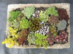 Hardy Succulent Sedum Collection - Pack Of FIVE Evergreen Hardy Plants - Perfect Ground Cover -Outlet Plant Store collection sedum mix2