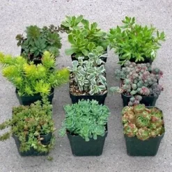 Hardy Succulent Sedum Collection - Pack Of FIVE Evergreen Hardy Plants - Perfect Ground Cover -Outlet Plant Store collection sedum sample 2