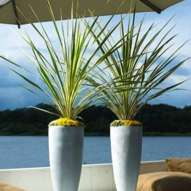 LARGE Cordyline Australis Verde - Hardy Green Torbay Palm - Circa 80-120cm Tall 2 LARGE Cordyline Australis Verde - Hardy Green Torbay Palm - Circa 80-120cm Tall - Image 2