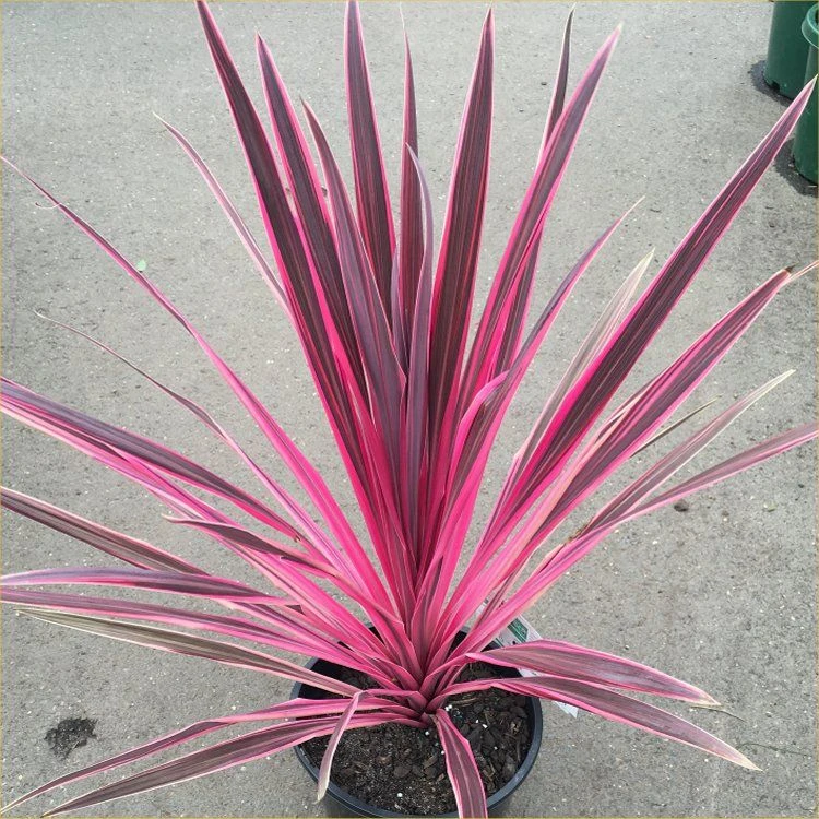 Pair Of Cordyline Pink Passion - Stunning Hardy Torbay Palms 2 Pair Of Cordyline Pink Passion - Stunning Hardy Torbay Palms - Image 2
