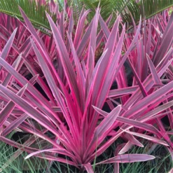 Pair Of Cordyline Pink Passion - Stunning Hardy Torbay Palms