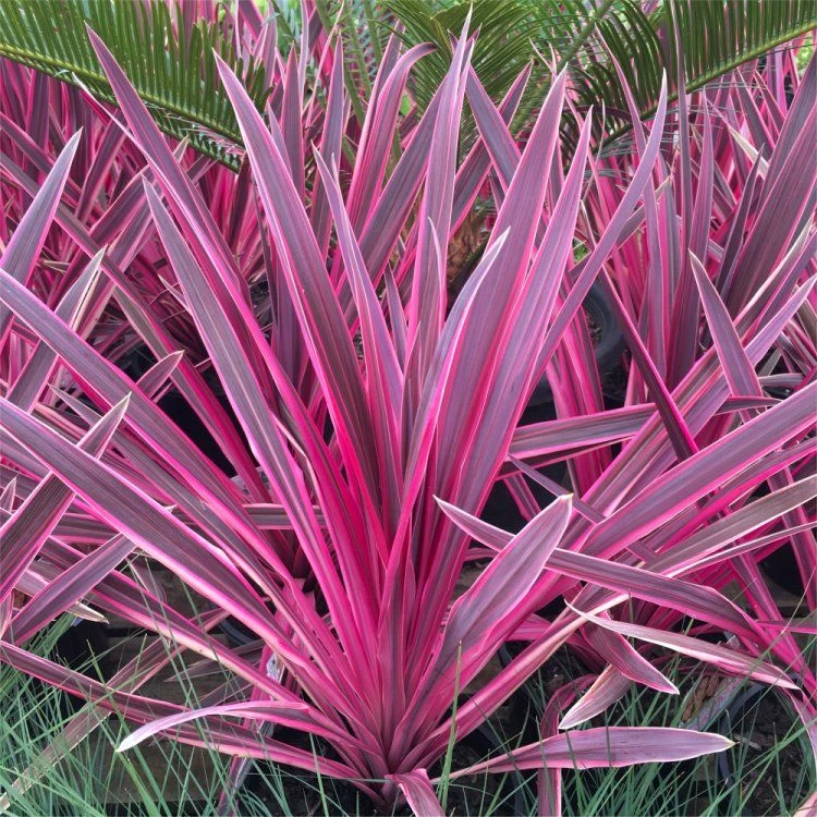 Pair Of Cordyline Pink Passion - Stunning Hardy Torbay Palms 1 Pair Of Cordyline Pink Passion - Stunning Hardy Torbay Palms