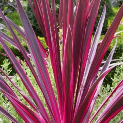 Pair Of Cordyline Pink Passion - Stunning Hardy Torbay Palms 7 Pair Of Cordyline Pink Passion - Stunning Hardy Torbay Palms -Outlet Plant Store cordyline pink v3 750x750 1