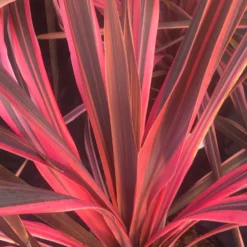 Cordyline 'Salsa' Pink Cordyline - Stunning Hardy Torbay Palm -Outlet Plant Store cordyline southern spledour 1 1 1 1