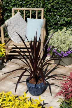 Cordyline Obtecta Superstar - ‘Albatross’ Cordyline Palm 7 Cordyline Obtecta Superstar - ‘Albatross’ Cordyline Palm -Outlet Plant Store cordyline superstar 1 scaled