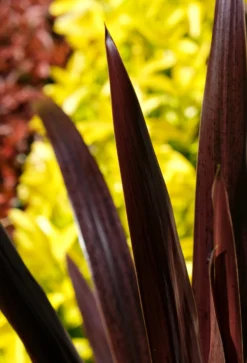 Cordyline Obtecta Superstar - ‘Albatross’ Cordyline Palm 6 Cordyline Obtecta Superstar - ‘Albatross’ Cordyline Palm -Outlet Plant Store cordyline superstar 2 scaled