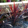 Cordyline Obtecta Superstar - ‘Albatross’ Cordyline Palm