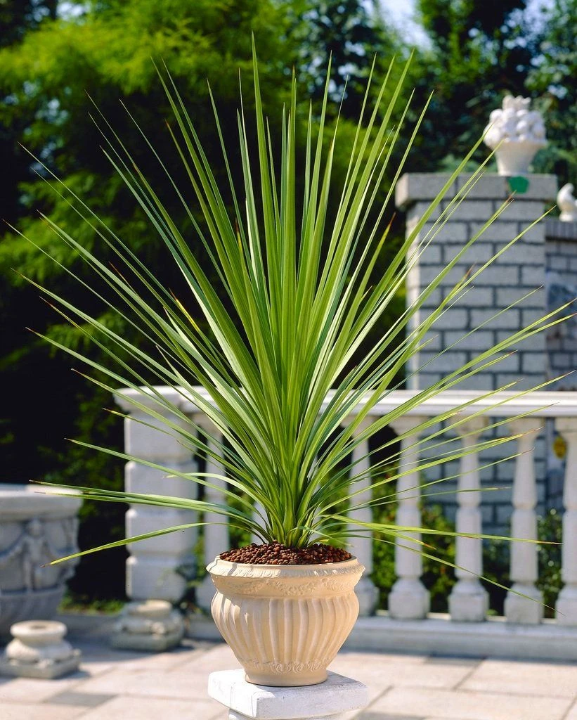 LARGE Cordyline Australis Verde - Hardy Green Torbay Palm - Circa 80-120cm Tall 3 LARGE Cordyline Australis Verde - Hardy Green Torbay Palm - Circa 80-120cm Tall - Image 3