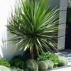Cordyline Australis - GIANT EXTRA LARGE 5-6ft Specimen Palm