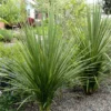 LARGE Cordyline Australis Verde - Hardy Green Torbay Palm - Circa 80-120cm Tall
