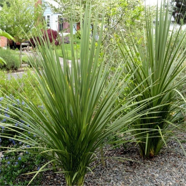LARGE Cordyline Australis Verde - Hardy Green Torbay Palm - Circa 80-120cm Tall 1 LARGE Cordyline Australis Verde - Hardy Green Torbay Palm - Circa 80-120cm Tall