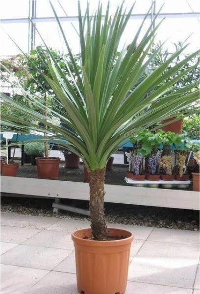 Cordyline Australis - GIANT EXTRA LARGE 5-6ft Specimen Palm 2 Cordyline Australis - GIANT EXTRA LARGE 5-6ft Specimen Palm - Image 2