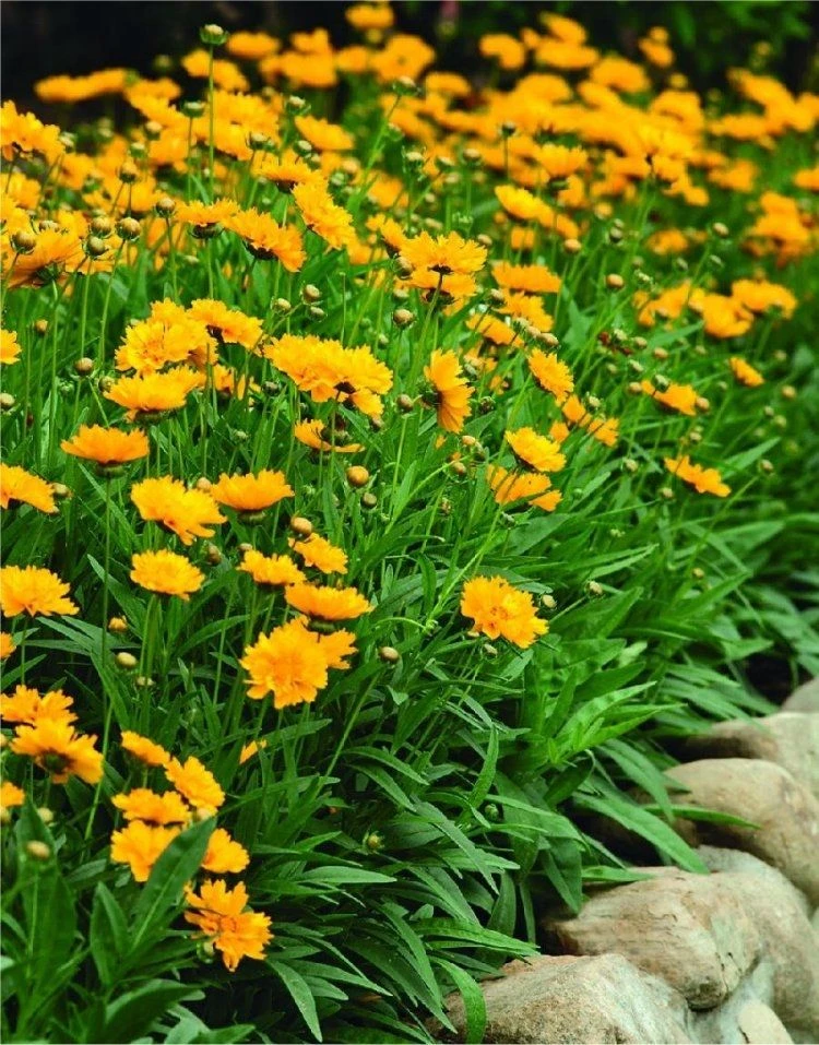 Coreopsis Fields Of Gold - Pack Of THREE Plants 2 Coreopsis Fields Of Gold - Pack Of THREE Plants - Image 2