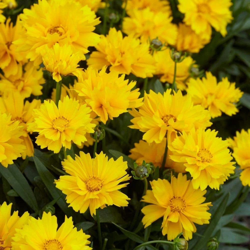 Coreopsis Fields Of Gold - Pack Of THREE Plants 1 Coreopsis Fields Of Gold - Pack Of THREE Plants
