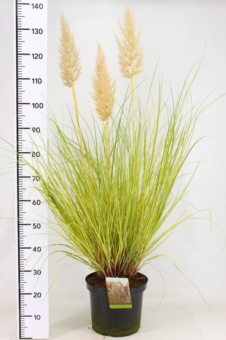 LARGE Cortaderia Golden Goblin - Golden Fantasy Pampas Grass With Plumes 2 LARGE Cortaderia Golden Goblin - Golden Fantasy Pampas Grass With Plumes - Image 2