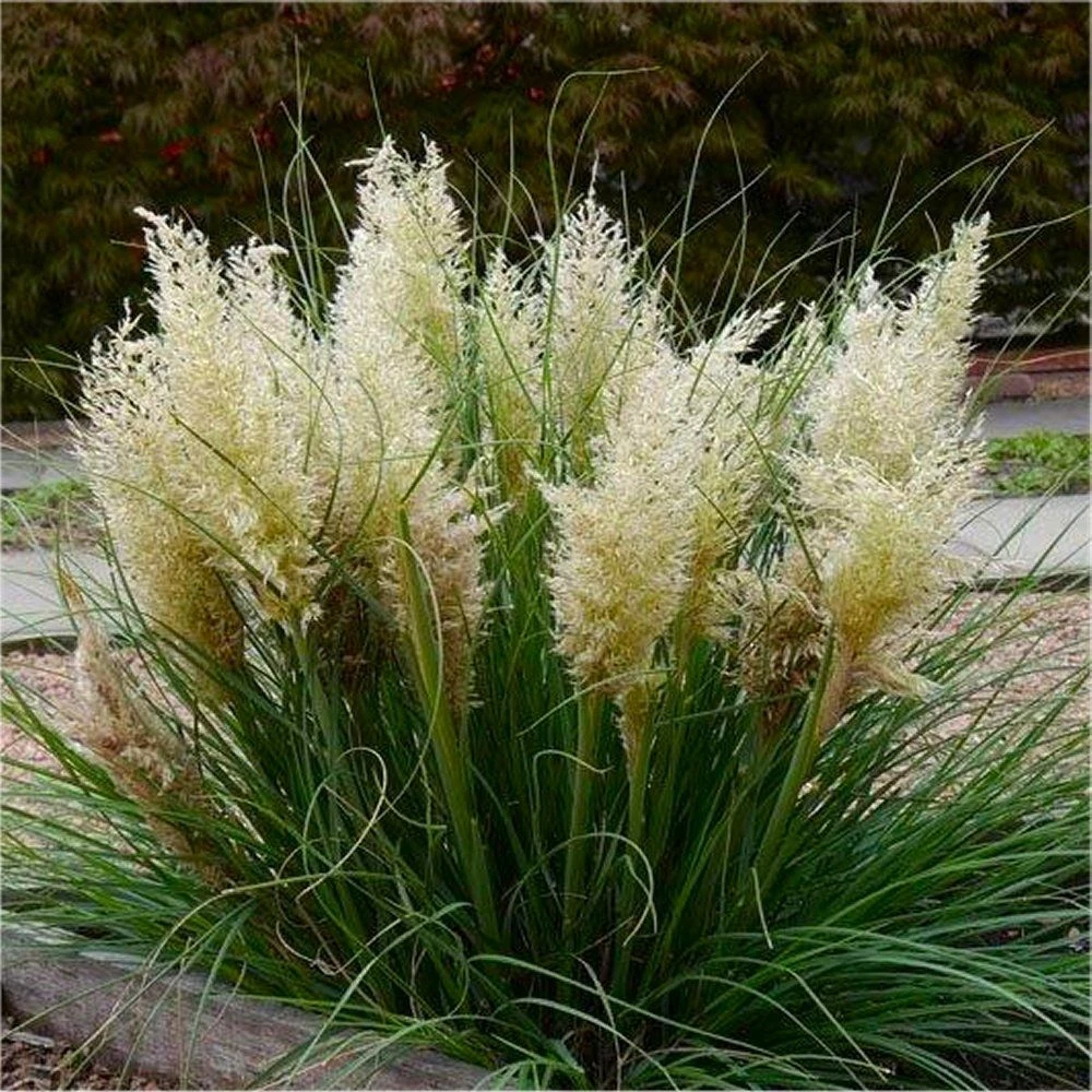 Super Dwarf Pampas Grass - Cortaderia Selloana Tiny Pampa 3 Super Dwarf Pampas Grass - Cortaderia Selloana Tiny Pampa - Image 3